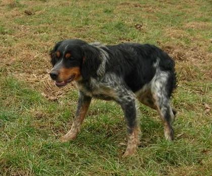 Chiot Epagneul Breton De tremouard