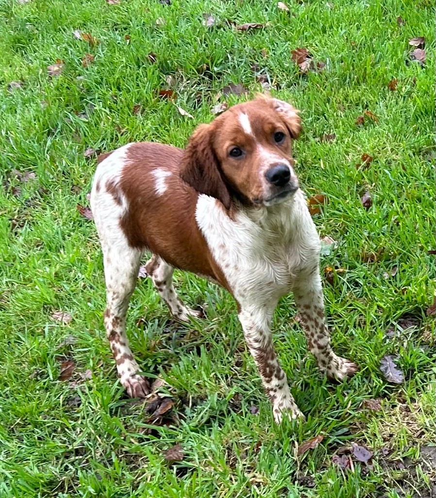 De tremouard - Chiots disponibles - Epagneul Breton