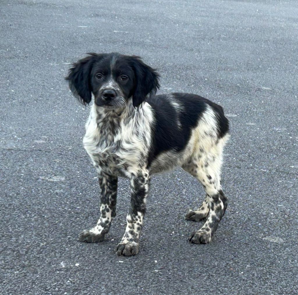 De tremouard - Chiots disponibles - Epagneul Breton