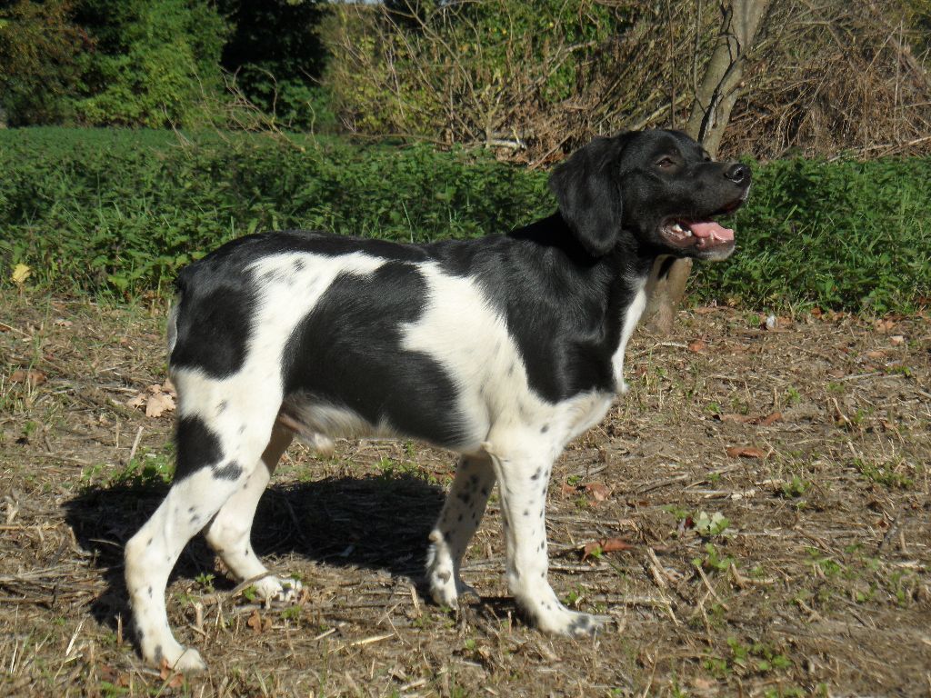 Chiot Epagneul Breton De tremouard