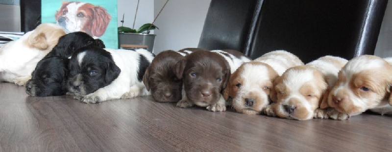 Chiot Epagneul Breton De tremouard