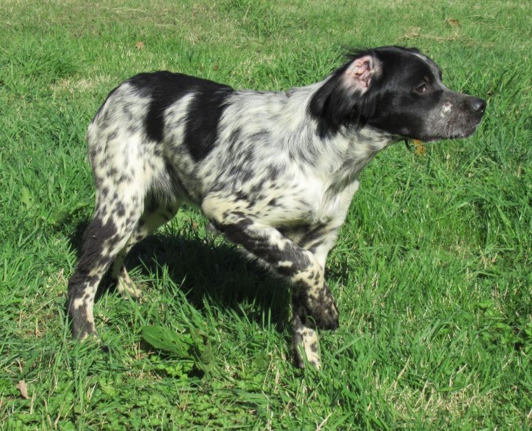 Chiot Epagneul Breton De tremouard