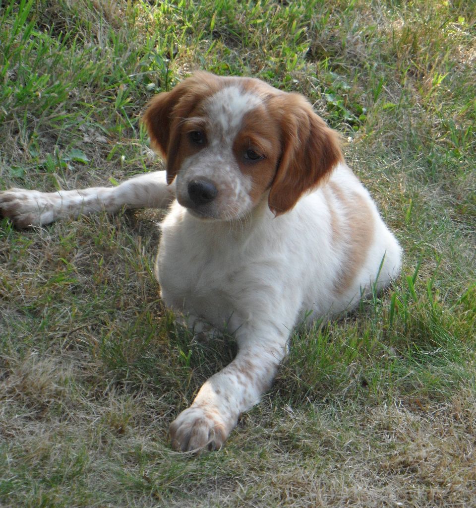 Chiot Epagneul Breton De tremouard