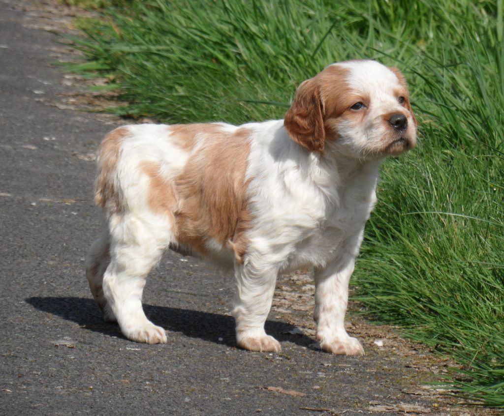 Chiot Epagneul Breton De tremouard