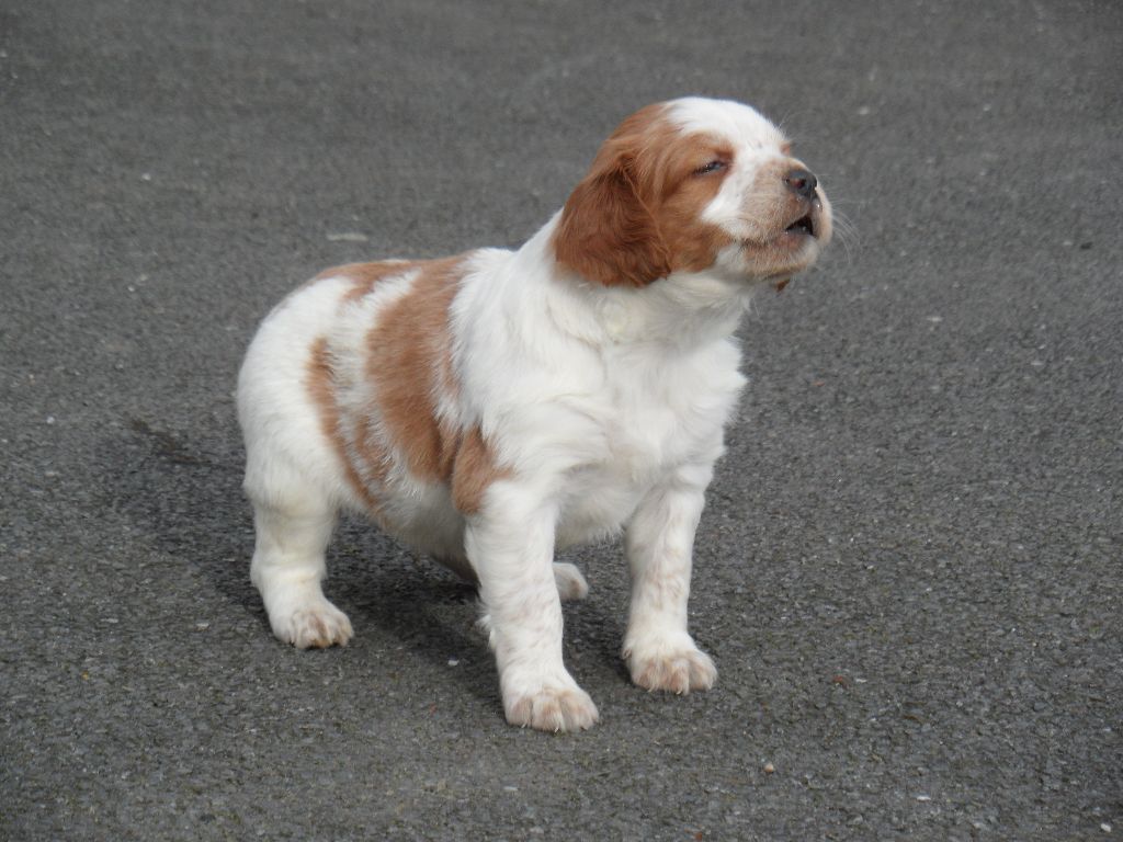 Chiot Epagneul Breton De tremouard