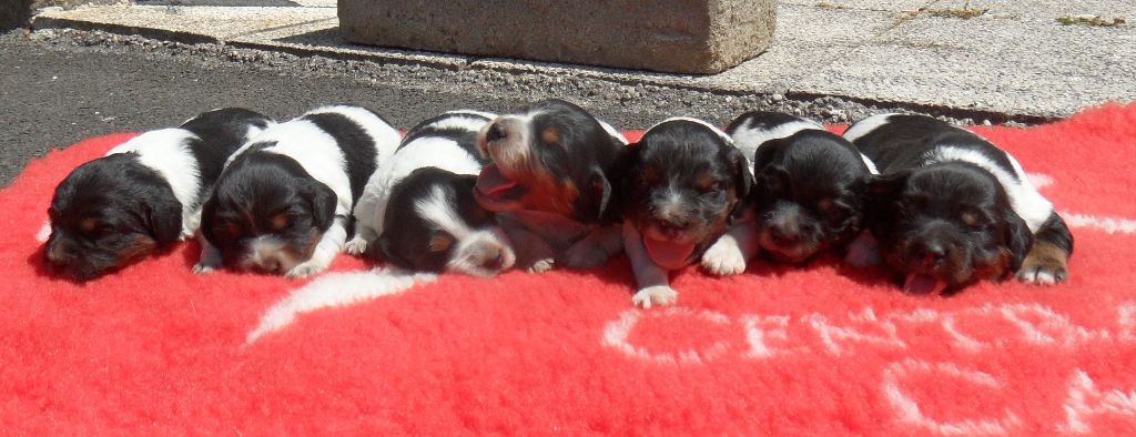 Chiot Epagneul Breton De tremouard