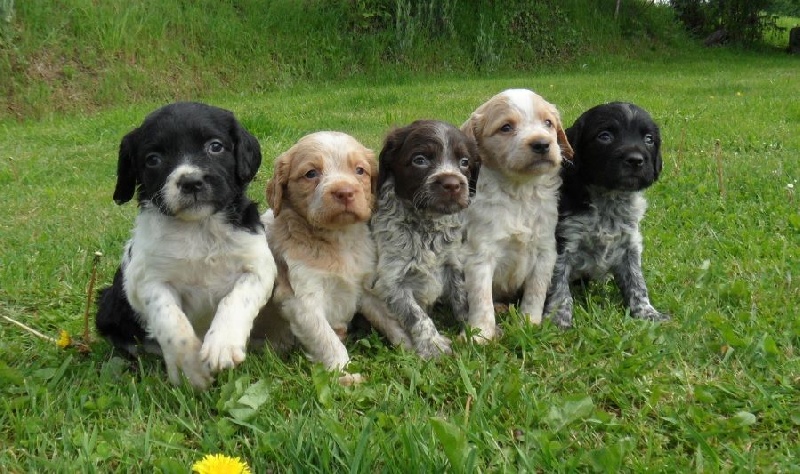 Chiot Epagneul Breton De tremouard