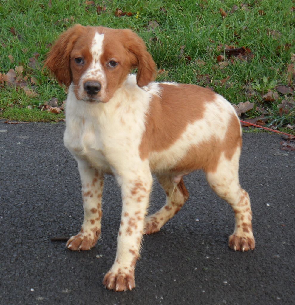 Chiot Epagneul Breton De tremouard