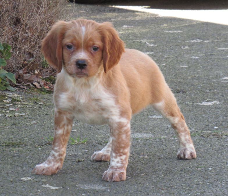 Chiot Epagneul Breton De tremouard