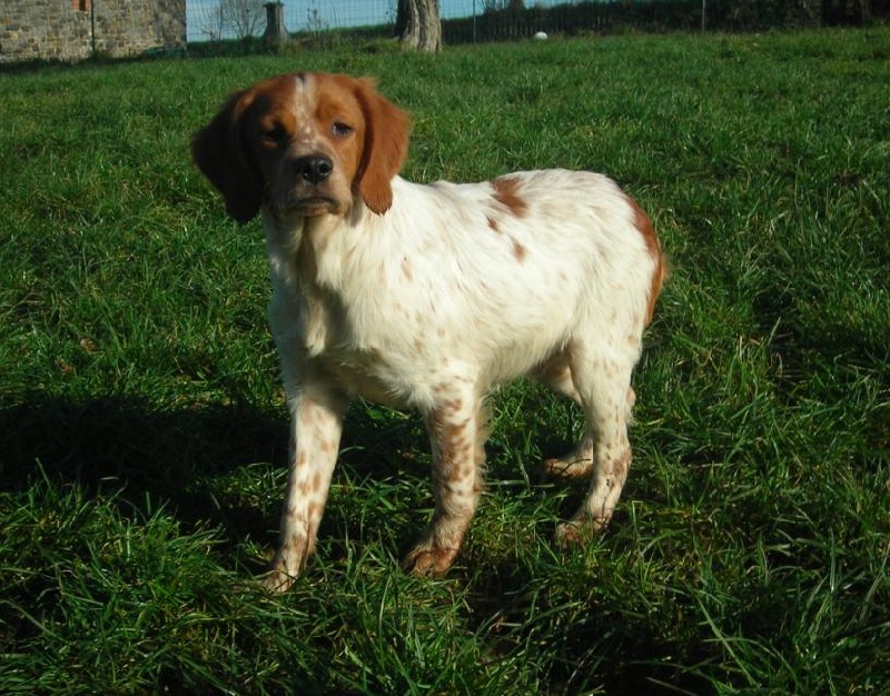 Chiot Epagneul Breton De tremouard