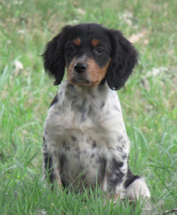 De tremouard - Chiots disponibles - Epagneul Breton