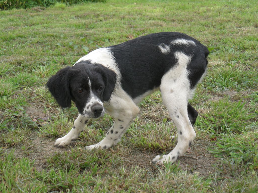 Chiot Epagneul Breton De tremouard