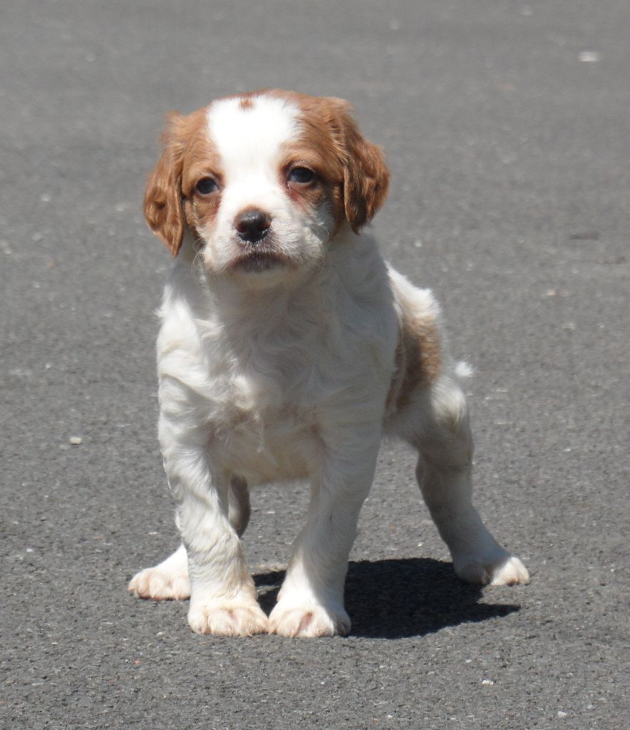 Chiot Epagneul Breton De tremouard