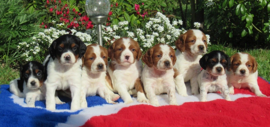Chiot Epagneul Breton De tremouard