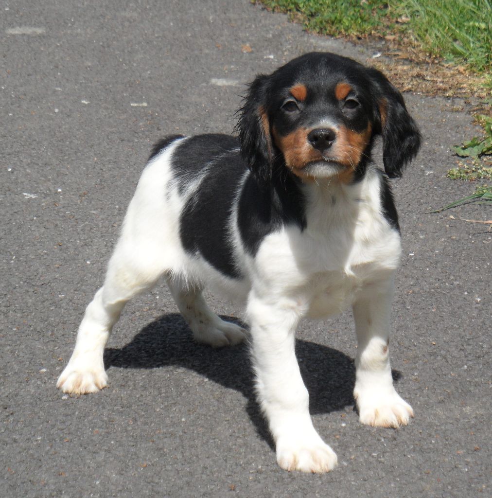 Chiot Epagneul Breton De tremouard