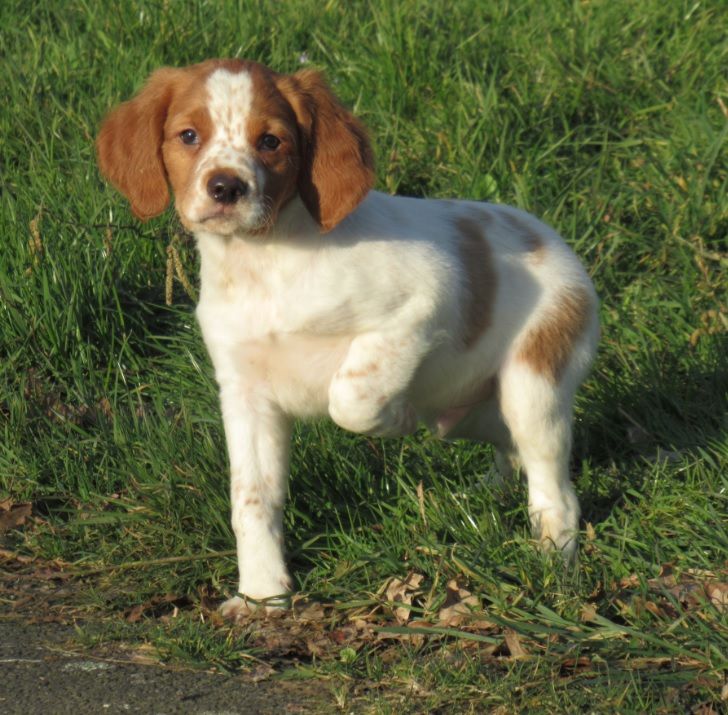 De tremouard - Chiots disponibles - Epagneul Breton