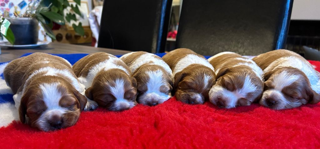 Chiot Epagneul Breton De tremouard