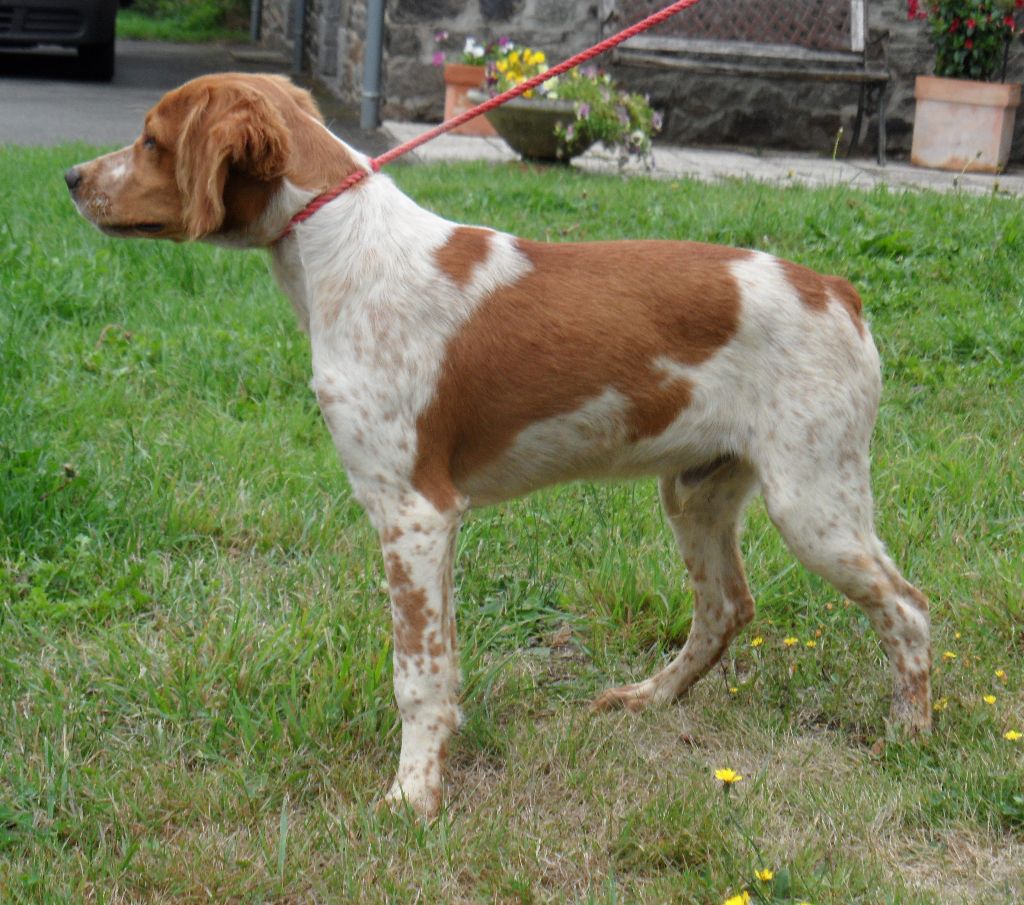 Chiot Epagneul Breton De tremouard