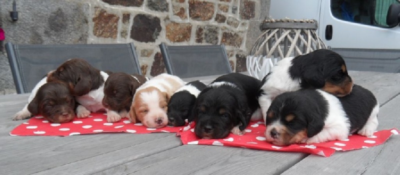 Chiot Epagneul Breton De tremouard