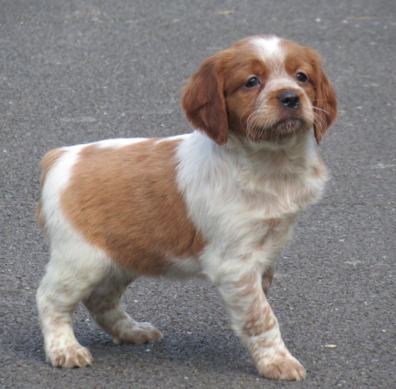 Chiot Epagneul Breton De tremouard